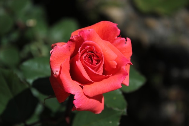 Close-up van rode roos