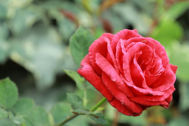 Close-up van rode roos
