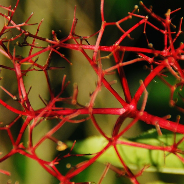 Foto close-up van rode takken in de herfst