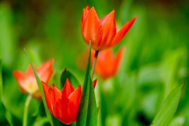 Close-up van rode tulpen die bloeien in de achtertuin