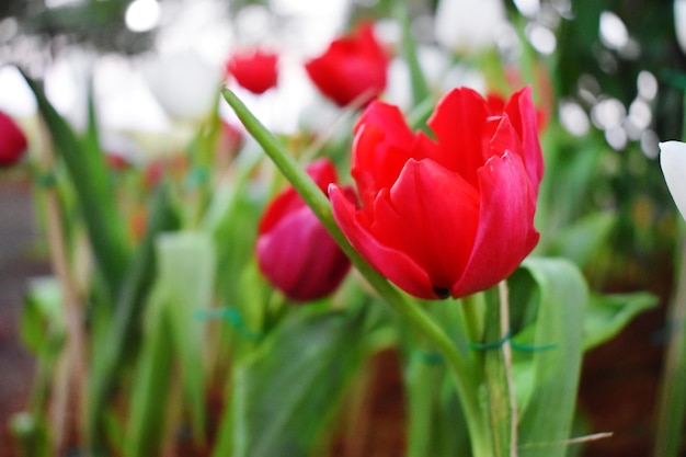 Close-up van rode tulpen die bloeien in het park