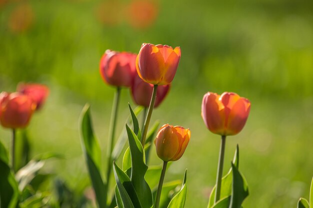 Close-up van rode tulpen die op het veld groeien