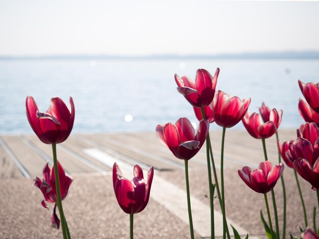 Foto close-up van rode tulpen in de zee