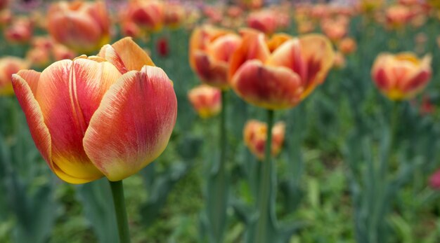 Foto close-up van rode tulpen in het veld