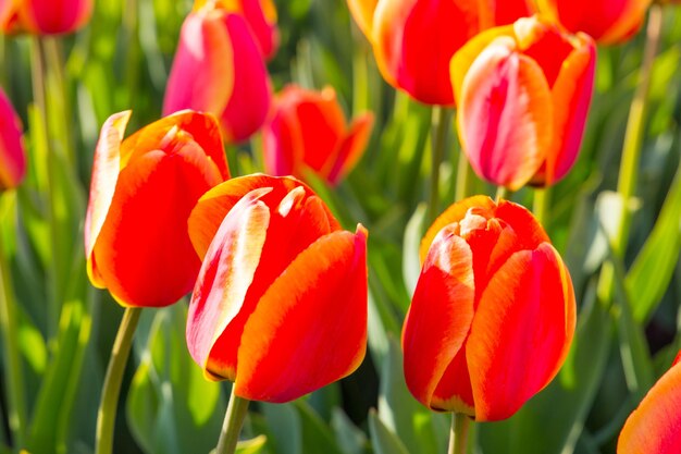 Foto close-up van rode tulpen in het veld