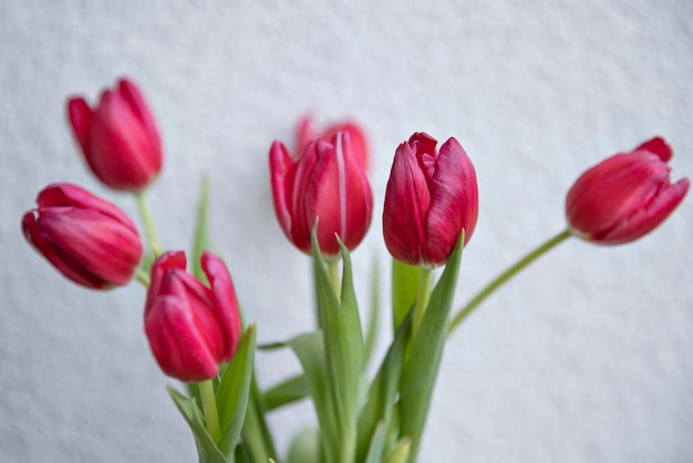 Close-up Van Rode Tulpen Tegen Een Witte Achtergrond