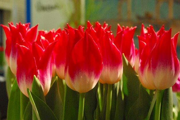 Foto close-up van rode tulpen