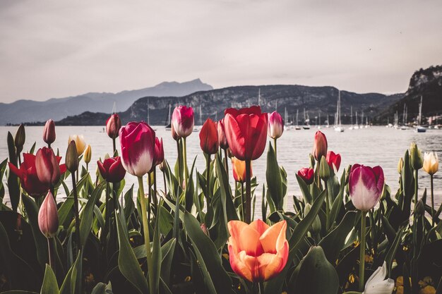 Foto close-up van rode tulpenbloemen tegen de lucht