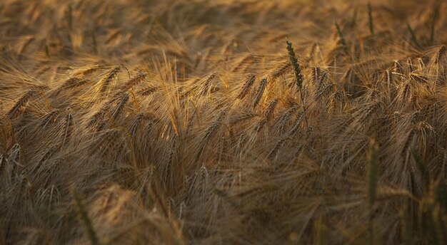 Close-up van rogge oren in het veld op een winderige dag