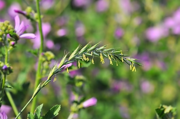 Close-up van roggengrasbloemen die buiten bloeien