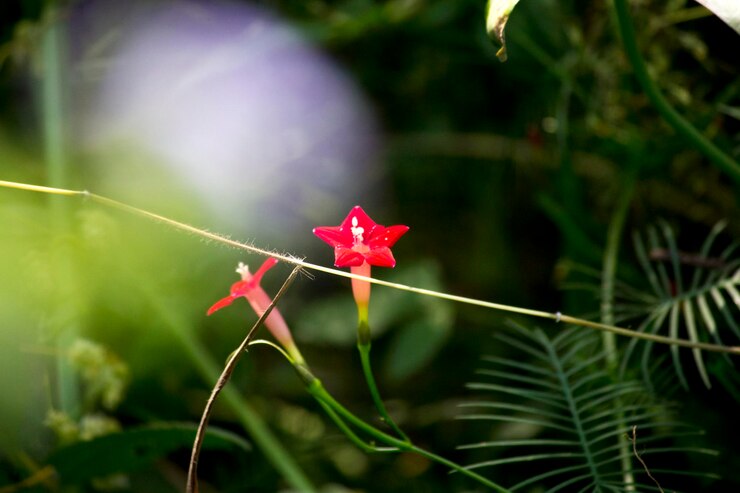 Foto close-up van rood esdoornblad