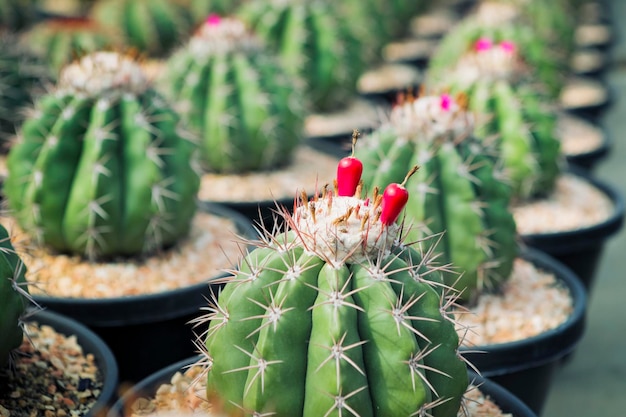 Close-up van rood fruit van melocactus in sappige kas