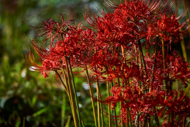 Foto close-up van roodbloeiende planten