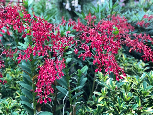 Foto close-up van roodbloeiende planten