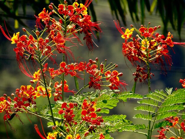 Foto close-up van roodbloeiende planten
