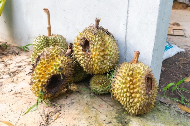 Close-up van rotte durian veroorzaakt dier in thailand