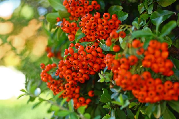 Close-up van rowanberries die op de plant groeien