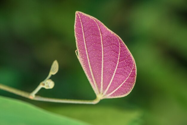 Foto close-up van roze bladeren