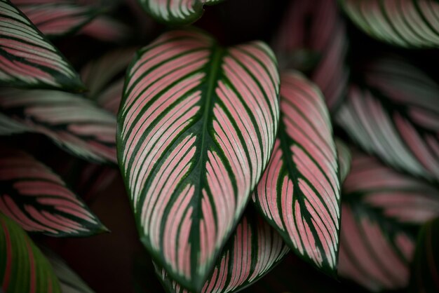 Foto close-up van roze bladeren