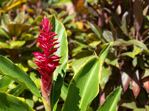 Close-up van roze bloeiende bladeren