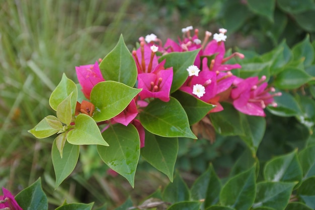 Foto close-up van roze bloeiende bladeren