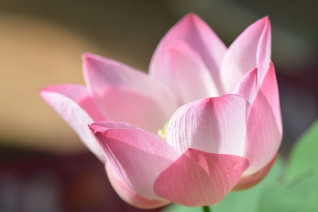 Foto close-up van roze bloeiende lotusbloemen