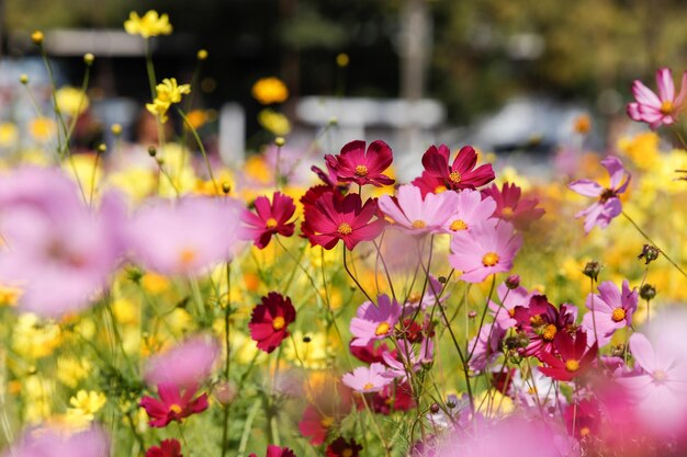 Foto close-up van roze bloeiende planten in het park