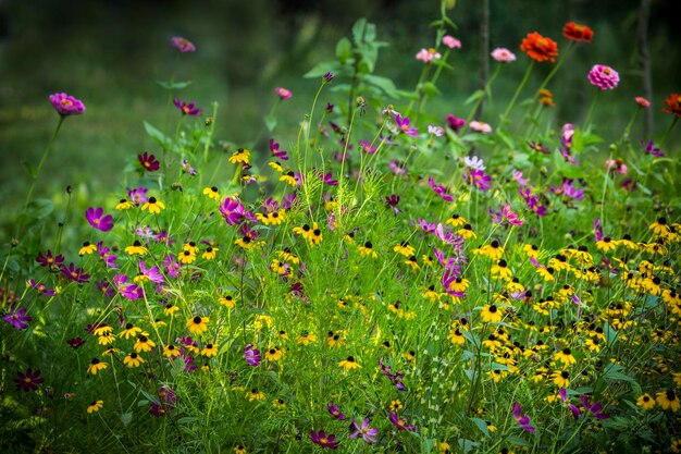 Close-up van roze bloeiende planten op het land