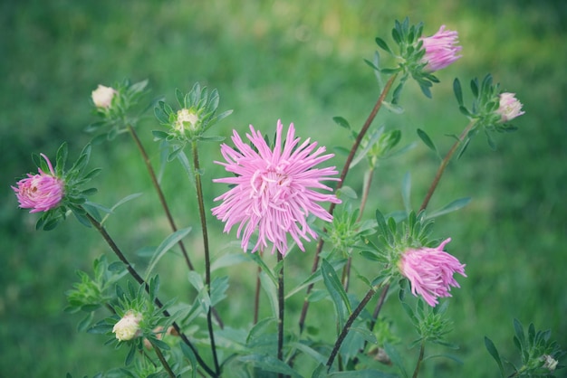 Close-up van roze bloeiende planten op het veld