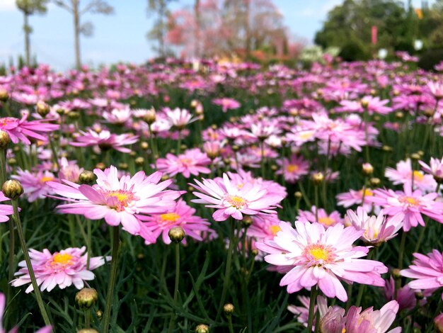 Foto close-up van roze bloeiende planten op het veld