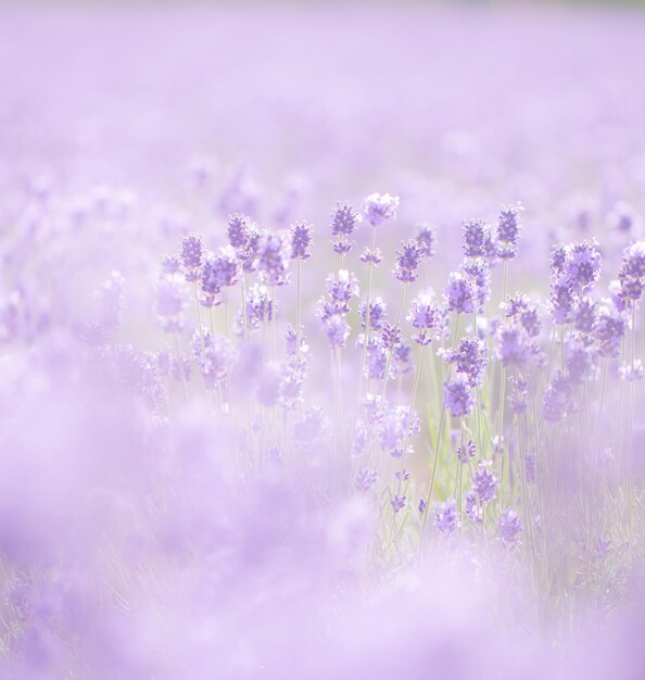 Foto close-up van roze bloeiende planten op het veld