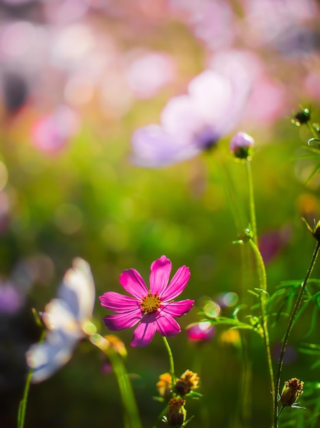 Foto close-up van roze bloeiende planten op het veld