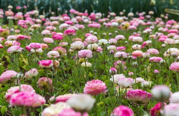 Foto close-up van roze bloeiende planten op het veld