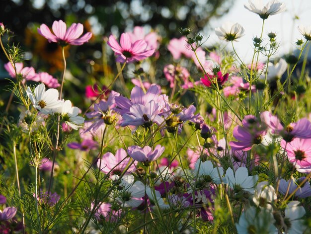 Foto close-up van roze bloeiende planten op het veld