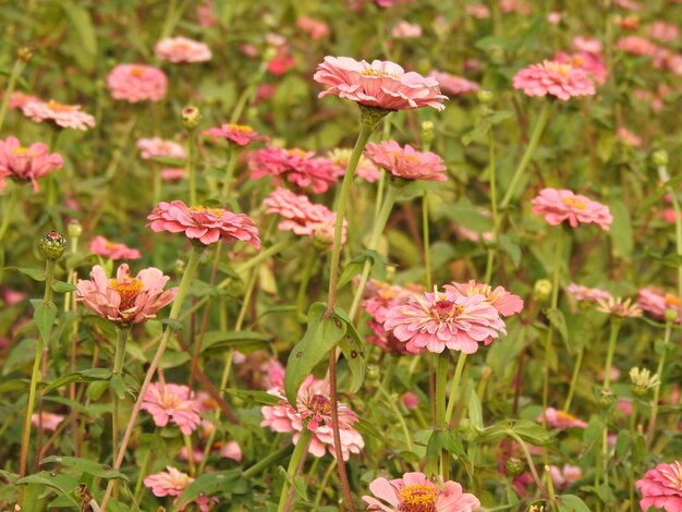 Foto close-up van roze bloeiende planten op het veld