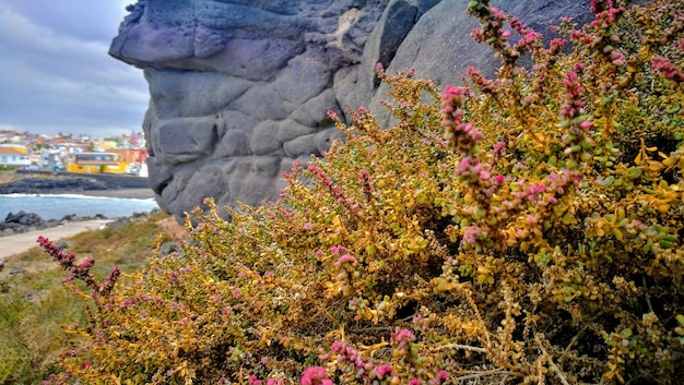 Foto close-up van roze bloeiende planten op rots