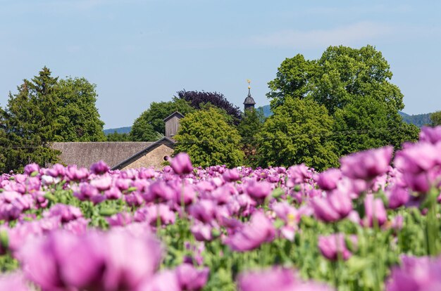 Close-up van roze bloeiende planten tegen de lucht