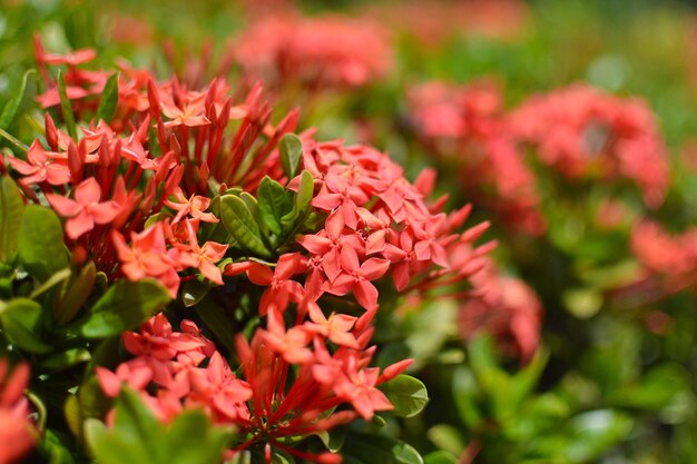 Foto close-up van roze bloeiende planten