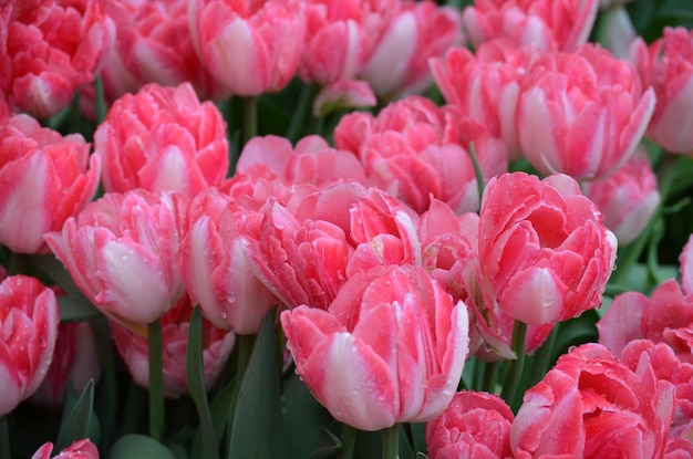 Foto close-up van roze bloeiende planten