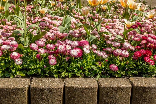 Foto close-up van roze bloeiende planten