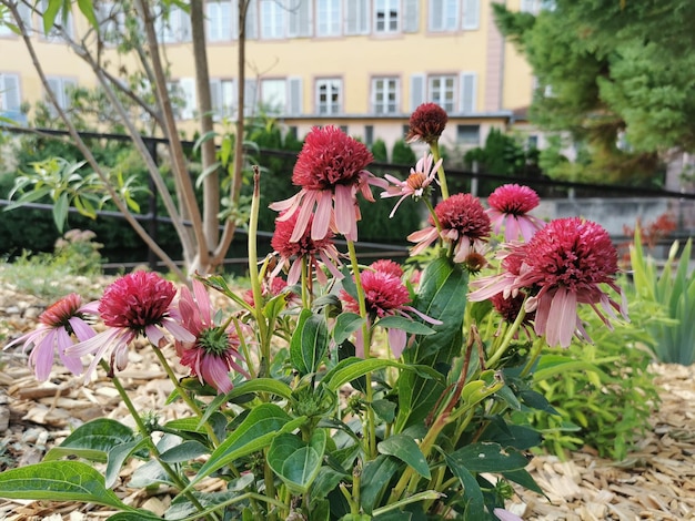 Close-up van roze bloeiende planten