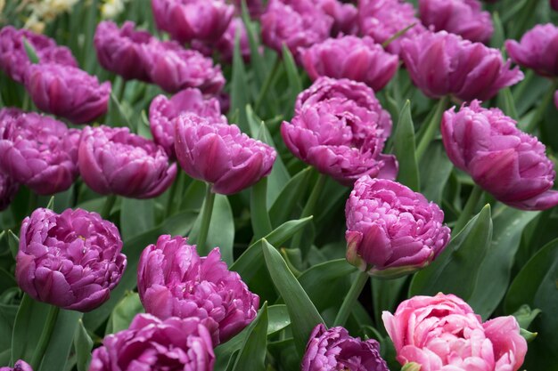 Foto close-up van roze bloeiende planten