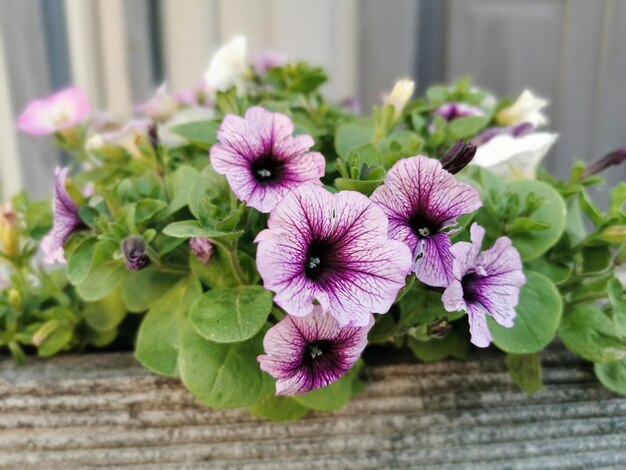 Foto close-up van roze bloeiende planten