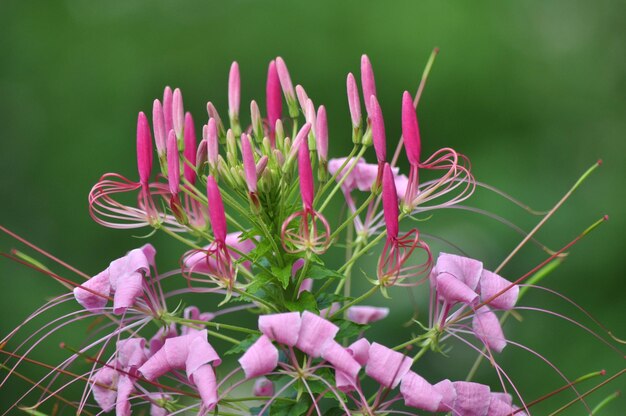 Foto close-up van roze bloeiende planten