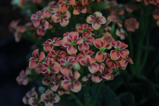 Close-up van roze bloeiende planten