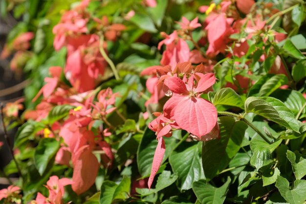 Foto close-up van roze bloeiende planten