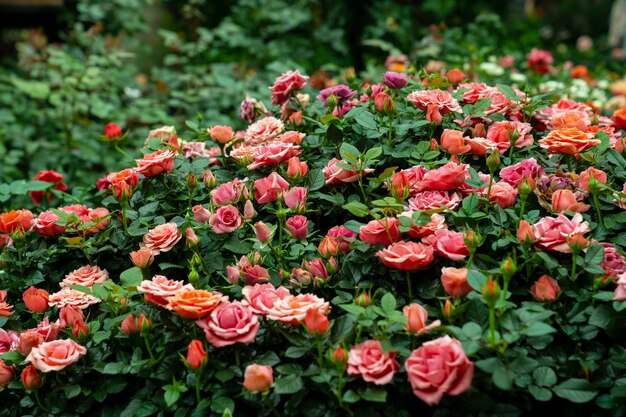 Foto close-up van roze bloeiende planten