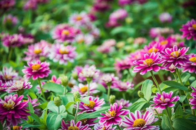 Foto close-up van roze bloeiende planten