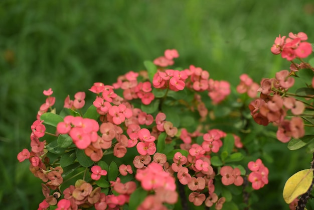 Foto close-up van roze bloeiende planten