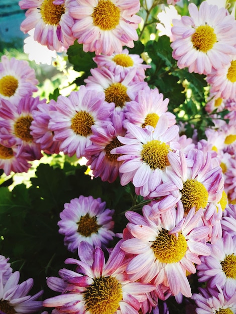 Foto close-up van roze bloeiende planten